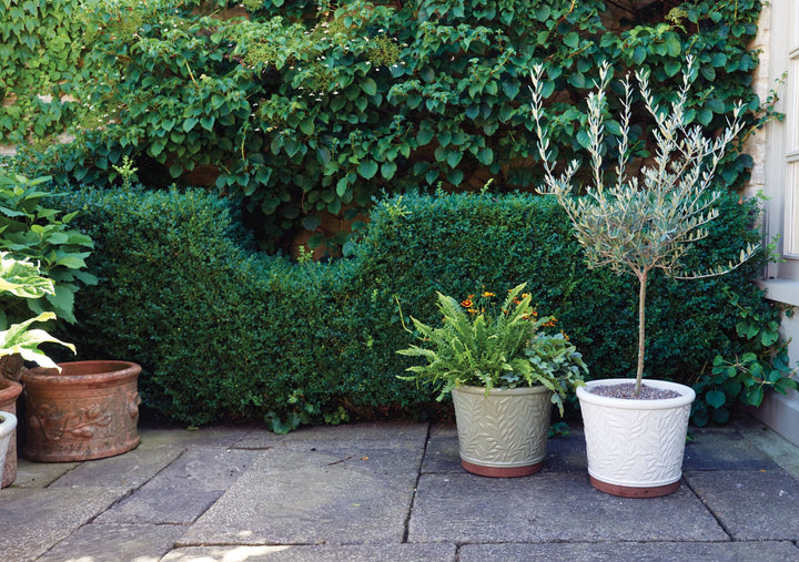 32CM WMORRISV POT CREAM