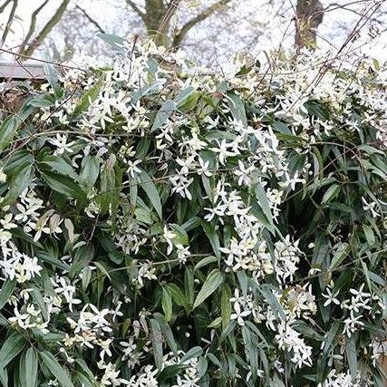 CLEMATIS ARMANDII SNOWDRIFT