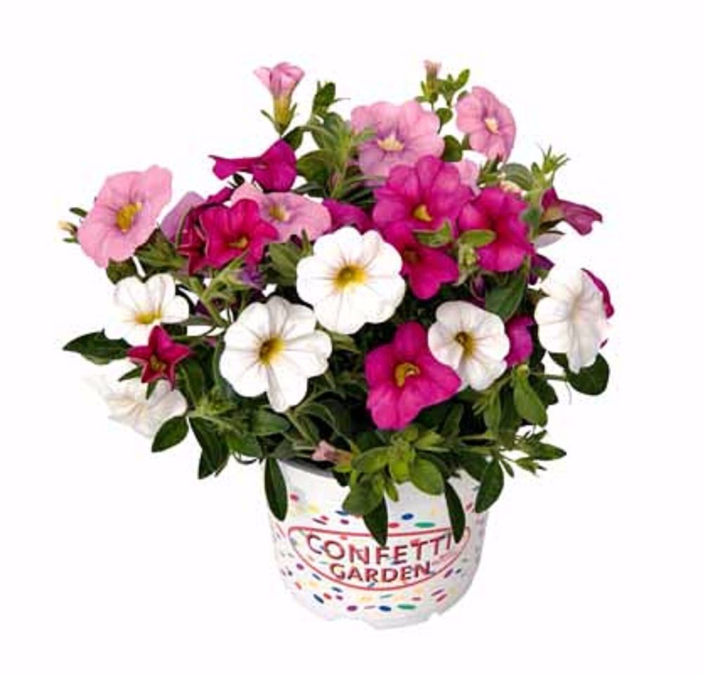 CONFETTI GARDEN TRIO VARIETIES
