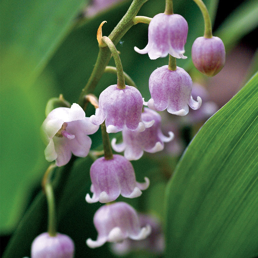 CONVALLARIA MAJALIS ROSEA