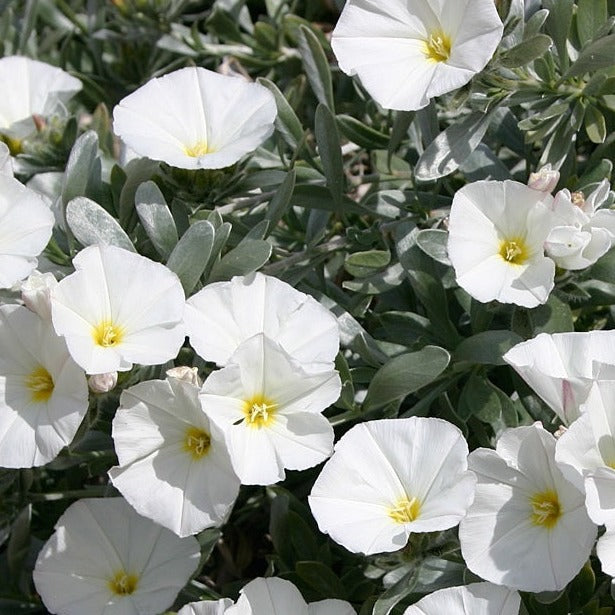 CONVOLVULUS-CNEORUM-Flower