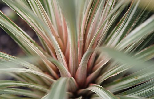 Cordyline Pink Champagne 10.5Cm - Bedding - Windyridge Garden Centre
