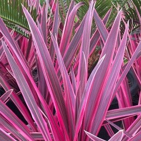 CORDYLINE Pink Passion