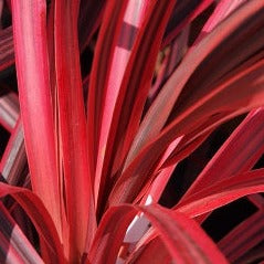 CORDYLINE Salsa