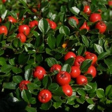 Cotoneaster Horizontalis (Rp) - Shrubs - Windyridge Garden Centre