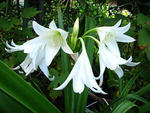 CRINIUM POWELLI ALBUM Loose