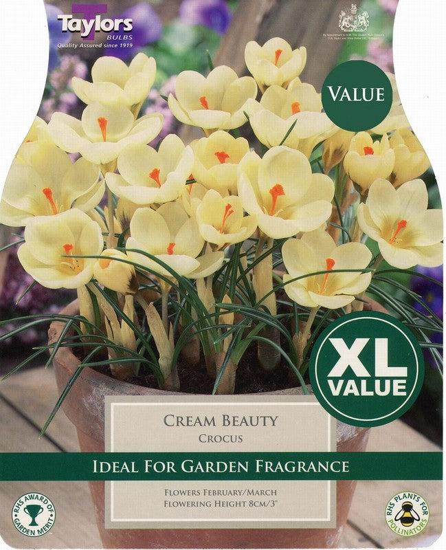 CROCUS CREAM BEAUTY x 25