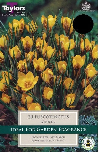 CROCUS FUSCOTINCTUS