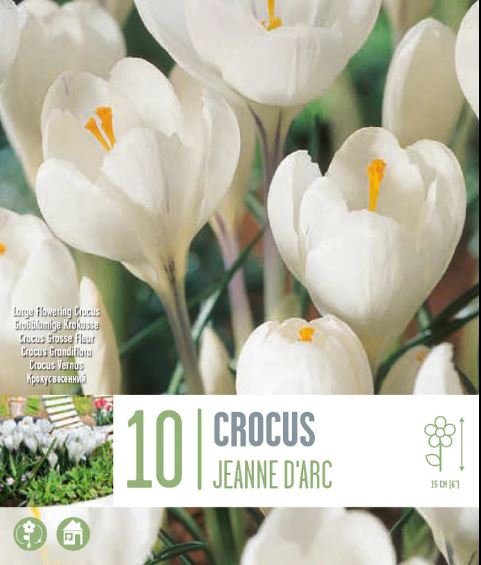CROCUS JEANNE D'ARC X 10