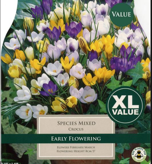 CROCUS MIXED SPECIES