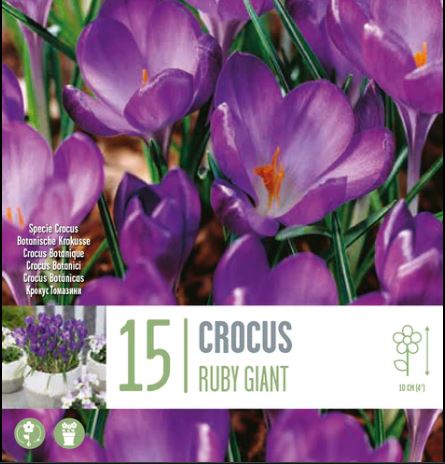 CROCUS RUBY GIANT X 15