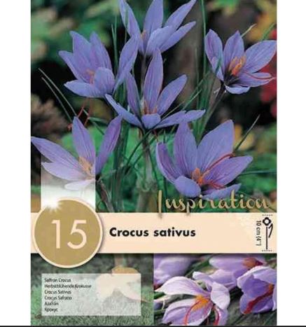 CROCUS SATIVUS X 15
