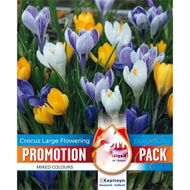 PROMO CROCUS SPECIE MIXED COLOURS X 50