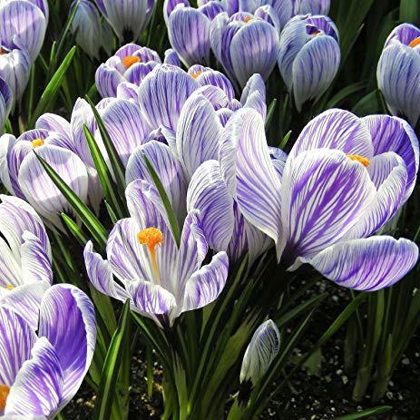 CROCUS STRIPED