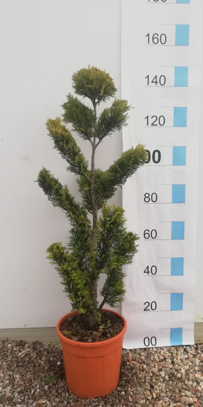 Cupressocyp. Ley. Gold Rider Clt 25 / 30 H 140 - 160 Cm     Pon Pon Asiatico Dritto - Standard Trees And Topiary - Windyridge Garden Centre