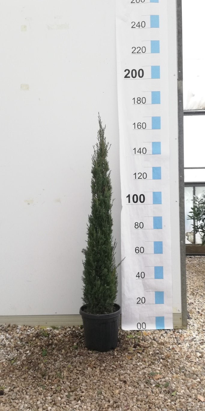 CUPRESSUS SEMP. PYRAMIDALIS 125 - 150 CM