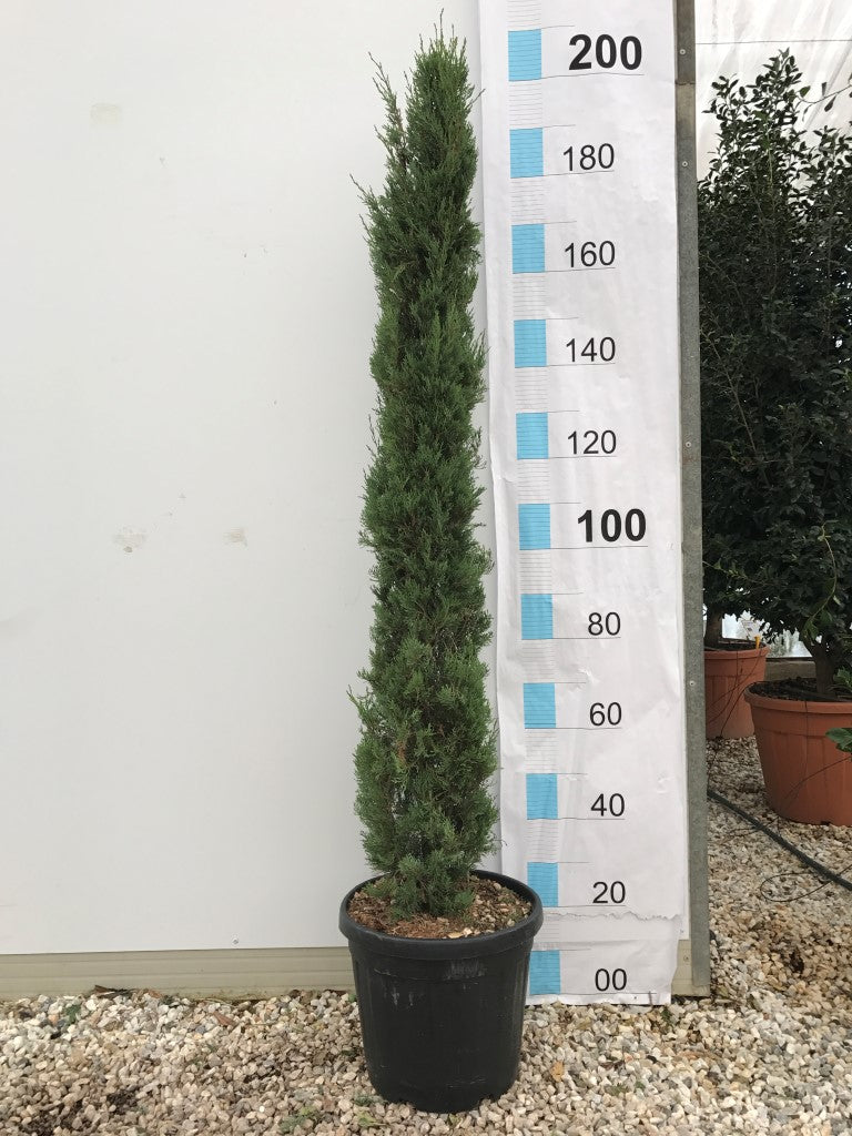 Cupressus Semp. Pyramidalis Clt 25 / 30 H 175 - 200 Cm - Standard Trees And Topiary - Windyridge Garden Centre