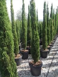 CUPRESSUS SEMP. TOTEM CLT 10 / 12 H 150 - 175 CM - Hedging - Windyridge Garden Centre
