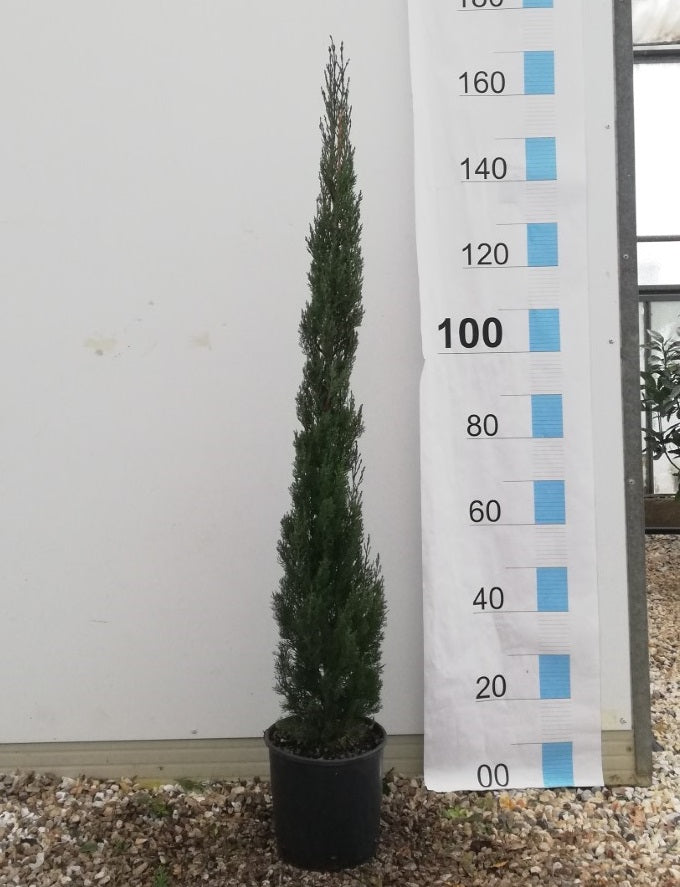 Cupressus Semp. Totem Clt 10 H 100 - 125 Cm - Standard Trees And Topiary - Windyridge Garden Centre