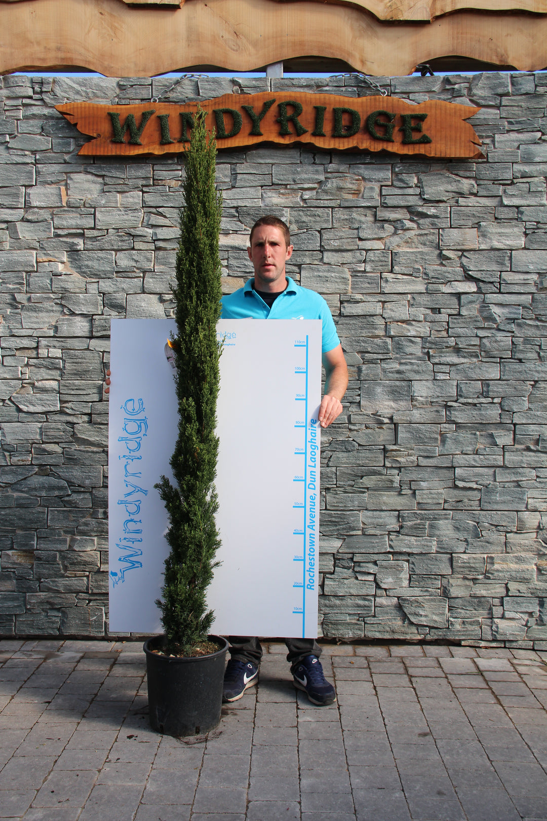 Cupressus Semp. Totem - Hedging - Windyridge Garden Centre