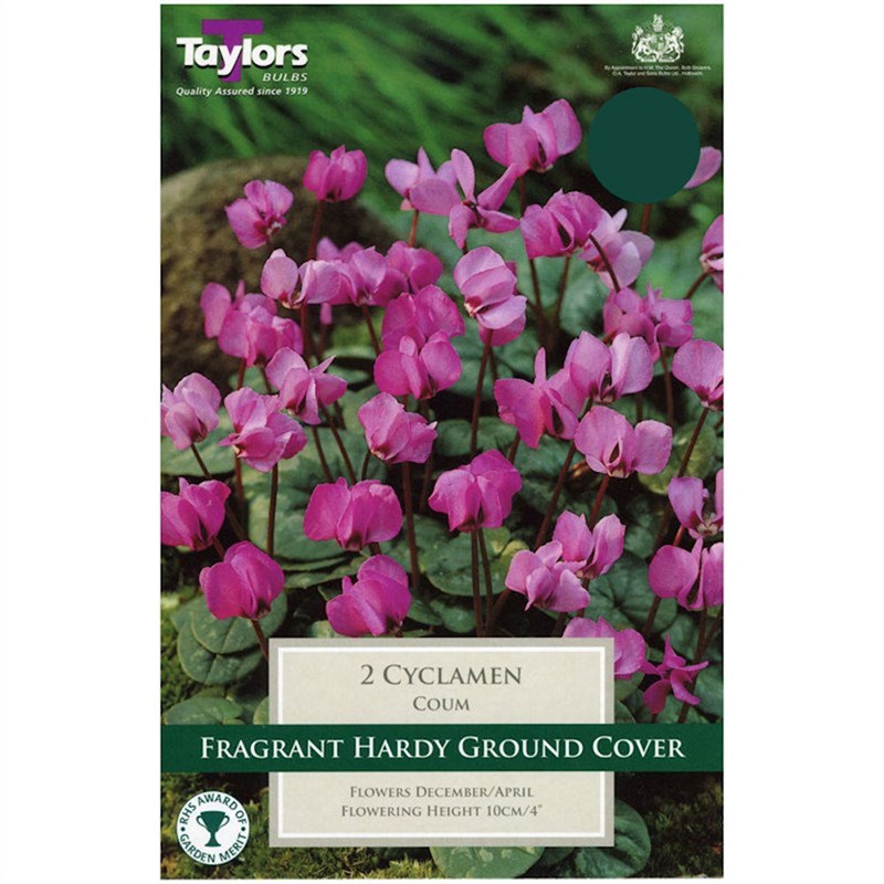 CYCLAMEN COUM