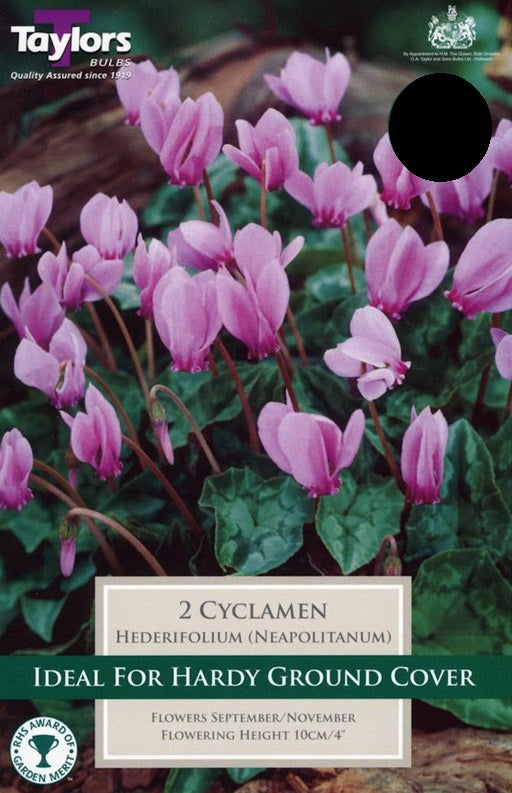 5 cyclamen hederifolium loose