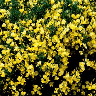 CYTISUS Allgold