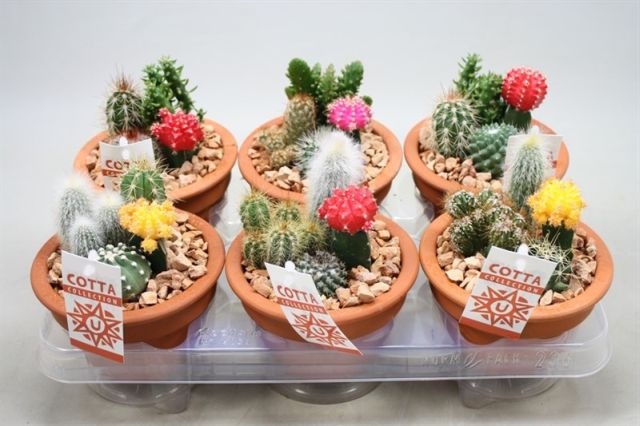 Cactus arrangement 13cm Terracotta Pot