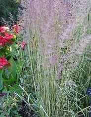 Calamagrostis Acut. Eldorado - Herbaceous - Windyridge Garden Centre