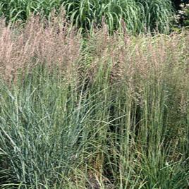 Calamagrostis Acut. Overdam - Herbaceous - Windyridge Garden Centre