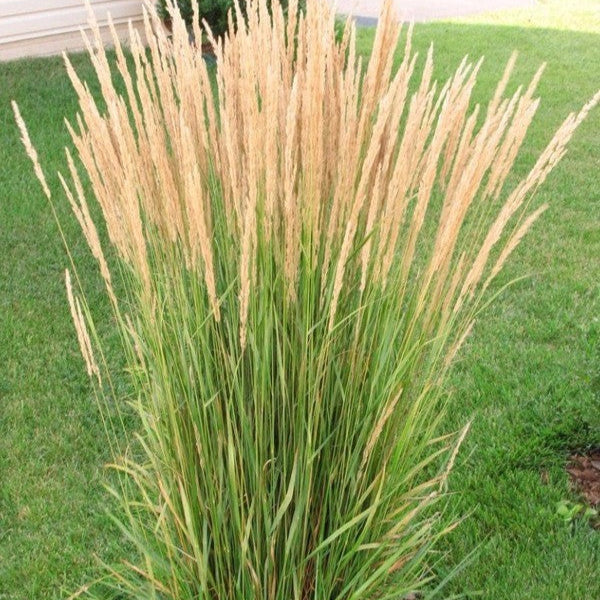 Calamagrostis Acut. Karl Foerster - Herbaceous - Windyridge Garden Centre