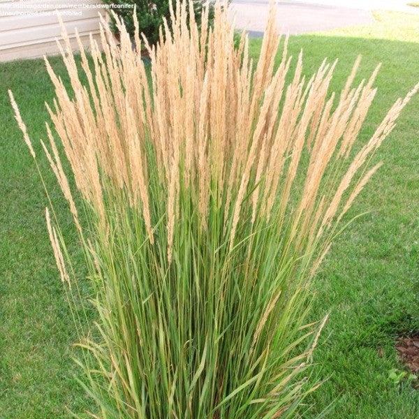 Calamagrostis Karl Foerster