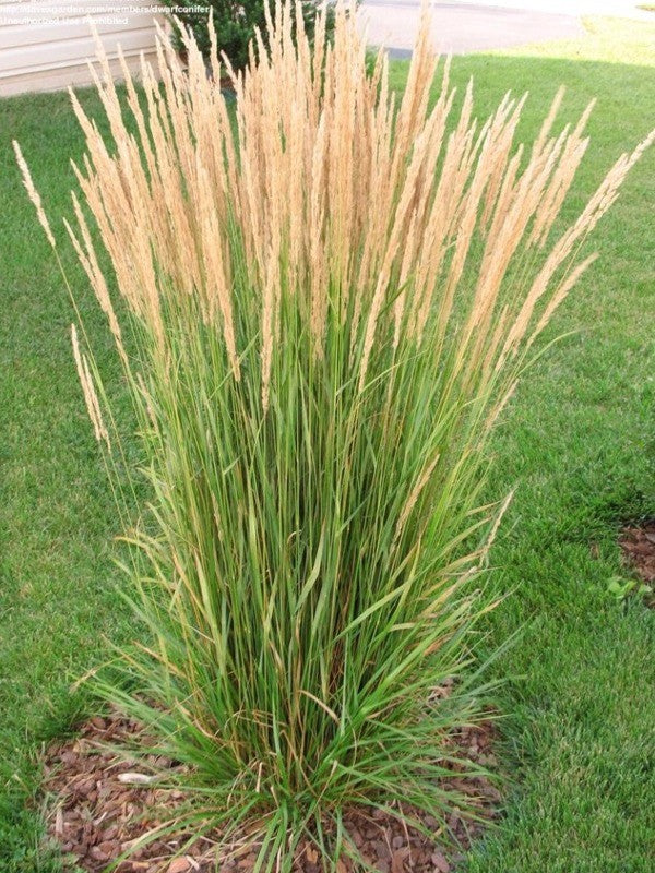 Calamagrostis Acut. Karl Foerster - Herbaceous - Windyridge Garden Centre