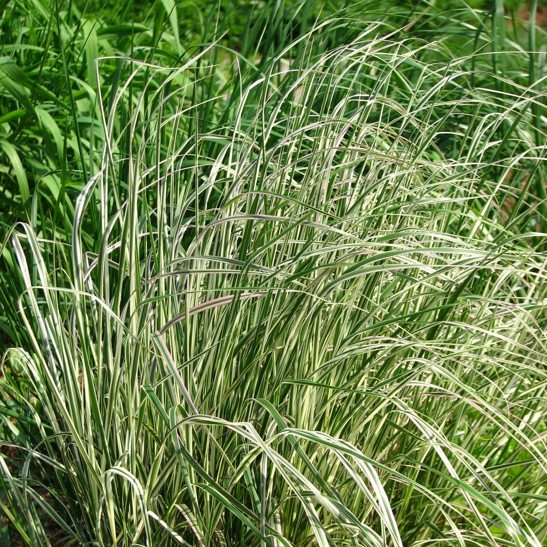 CALAMAGROSTIS a. Overdam