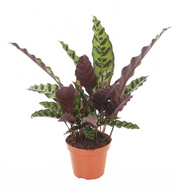 Calathea insignis  P12