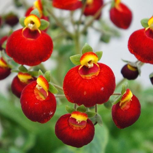Calceolaria Dark Red
