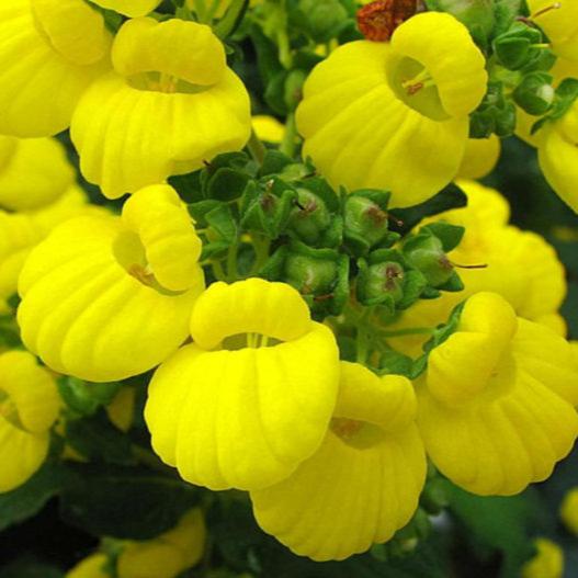 Calceolaria Calynopsisâ® Yellow - Herbaceous - Windyridge Garden Centre