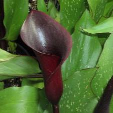 Calla Odessa