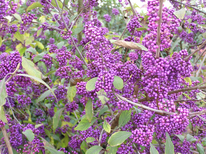 Callicarpa-bod.-Profusion-Berries-1