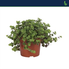 Callisia Repens 'Turtle' . - Indoor Plants - Windyridge Garden Centre