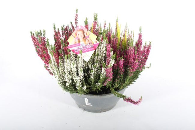 Calluna-vulg.-B.Ladies-High-Five-Potted