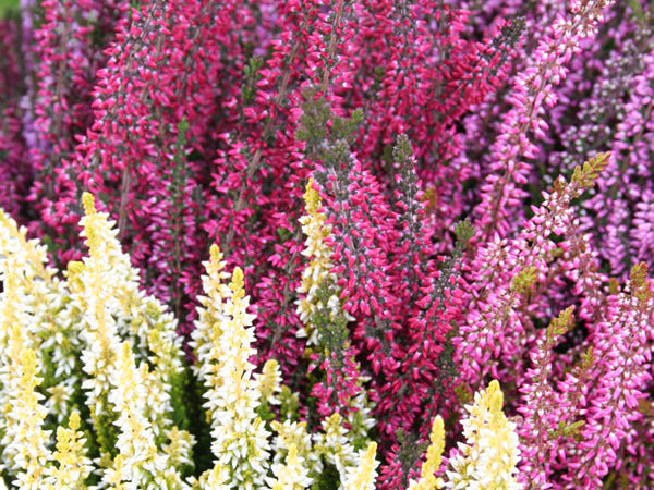 Calluna v. Beauty Sisters Trio