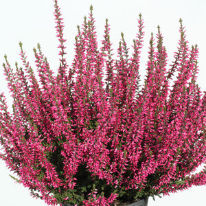 Calluna v. Garden Girls