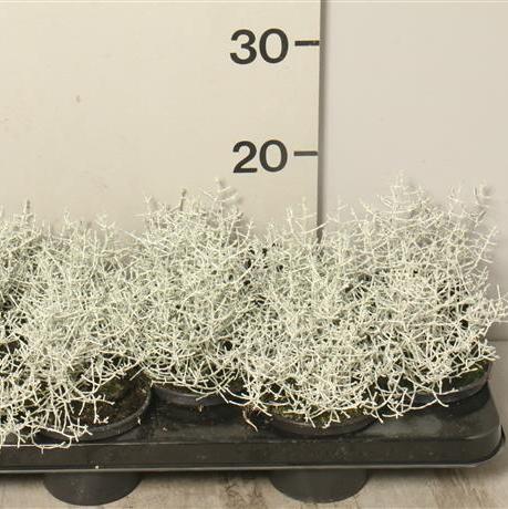 Calocephalus brownii  P12