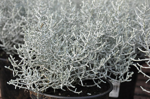 Calocephalus brownii