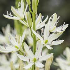 Camassia caerulea Alba