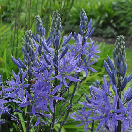 Camassia coerulea Dark Blue