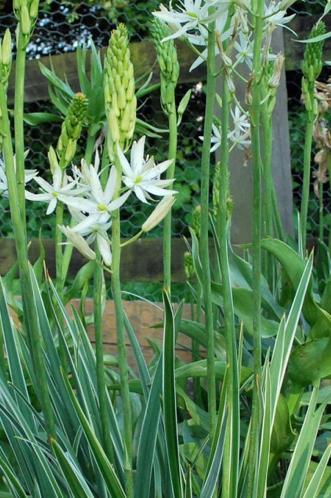 Camassia sacajawea net