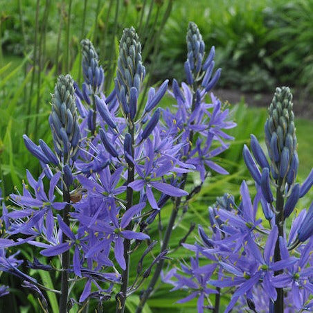 Camassia coerulea Dark Blue