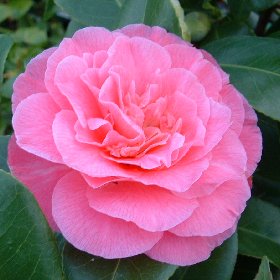 Camellia Jap. Marie Bracey - Shrubs - Windyridge Garden Centre